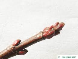 Attēlu rezultāti vaicājumam “Acer saccharinum bud”