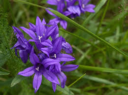 Attēlu rezultāti vaicājumam “Campanula glomerata leaf”