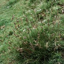 Attēlu rezultāti vaicājumam “Juncus squarrosus”