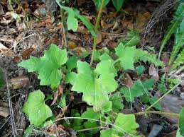 Attēlu rezultāti vaicājumam “Mycelis muralis leaf”