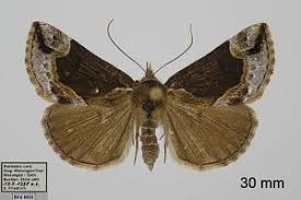 Attēlu rezultāti vaicājumam “Hypena crassalis”