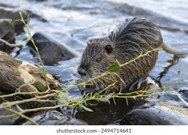 Attēlu rezultāti vaicājumam “Ondatra zibethicus”