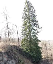 Attēlu rezultāti vaicājumam “Abies sibirica”