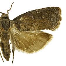 Attēlu rezultāti vaicājumam “Grapholita funebrana”