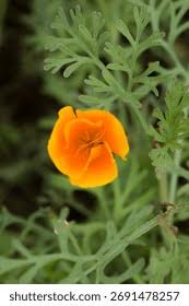 Attēlu rezultāti vaicājumam “Eschscholzia californica leaf”