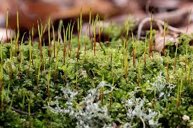 Attēlu rezultāti vaicājumam “Mnium stellare”