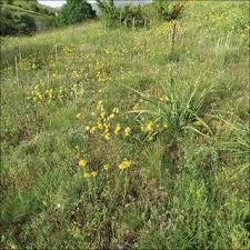 Attēlu rezultāti vaicājumam “Platyptilia gonodactyla imago”