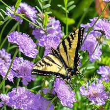 Image result for Scabiosa col.`Butterfly Blue`