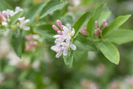 Attēlu rezultāti vaicājumam “Lonicera tatarica flower”