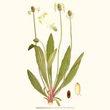 Attēlu rezultāti vaicājumam “Plantago lanceolata”