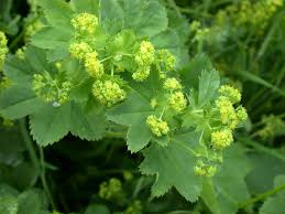 Attēlu rezultāti vaicājumam “Alchemilla subcrenata  flower”