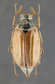 Attēlu rezultāti vaicājumam “Melolontha melolontha imago”