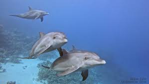 Image result for Tursiops truncatus