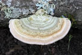 Attēlu rezultāti vaicājumam “Lenzites betulina”