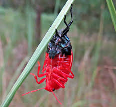 Attēlu rezultāti vaicājumam “Jalla dumosa imago”