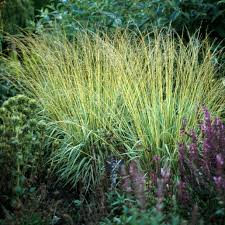 Attēlu rezultāti vaicājumam “Molinia caerulea”