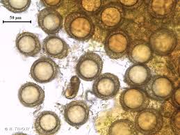 Attēlu rezultāti vaicājumam “Ephemerum serratum”