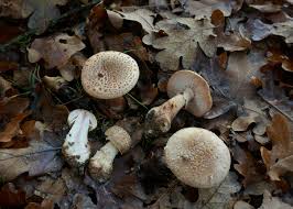 Attēlu rezultāti vaicājumam “Symphytocarpus flaccidus young”