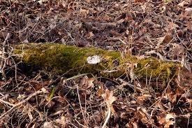 Attēlu rezultāti vaicājumam “Thuidium delicatulum sporophyte”