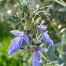 Attēlu rezultāti vaicājumam “Hippophae rhamnoides male flower”