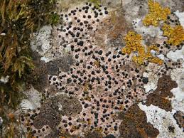 Attēlu rezultāti vaicājumam “Acrocordia gemmata”