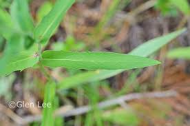Attēlu rezultāti vaicājumam “Hieracium umbellatum”