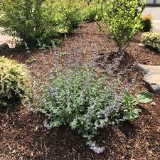 Attēlu rezultāti vaicājumam “Nepeta x faassenii leaf”