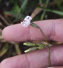 Attēlu rezultāti vaicājumam “Silene nutans”