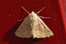 Attēlu rezultāti vaicājumam “Crocallis elinguaria”