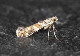 Attēlu rezultāti vaicājumam “Gracillaria syringella imago”