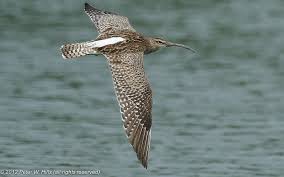 Attēlu rezultāti vaicājumam “Numenius phaeopus”