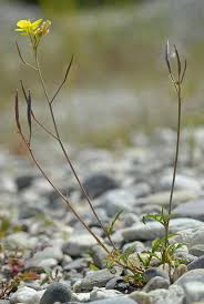 Attēlu rezultāti vaicājumam “Diplotaxis muralis fruit”