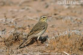 Image result for Anthus campestris