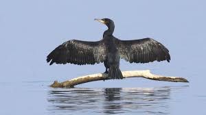 Image result for Phalacrocorax carbo