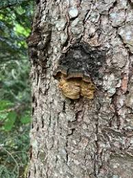 Attēlu rezultāti vaicājumam “Phellinus chrysoloma”