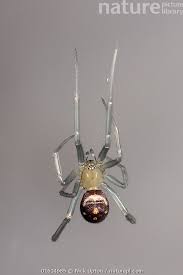 Attēlu rezultāti vaicājumam “Steatoda grossa”