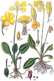 Image result for Himmelschlüssel