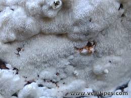 Attēlu rezultāti vaicājumam “Postia sericeomollis”