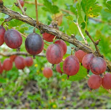 Attēlu rezultāti vaicājumam “Ribes uva-crispa fruit”
