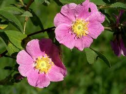 Attēlu rezultāti vaicājumam “Rosa glabrifolia”