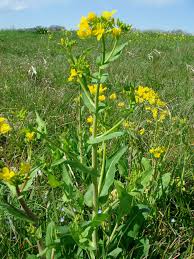 Attēlu rezultāti vaicājumam “Brassica napus”