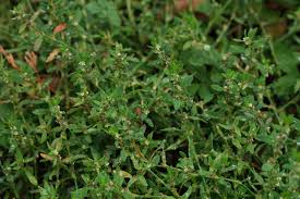 Attēlu rezultāti vaicājumam “Polygonum aviculare leaf”
