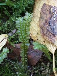 Attēlu rezultāti vaicājumam “Plagiochila asplenioides”