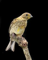 Attēlu rezultāti vaicājumam “Emberiza citrinella juvenile”
