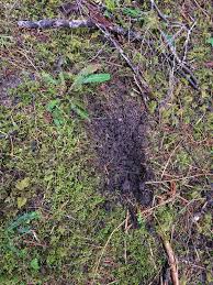 Attēlu rezultāti vaicājumam “Calypogeia azurea cells”