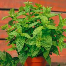 Image result for Mentha piperita
