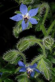Image result for Borago officinalis