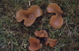 Attēlu rezultāti vaicājumam “Tremiscus helvelloides”