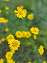 Image result for Anthemis tinctoria