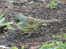 Image result for Emberiza spodocephala
